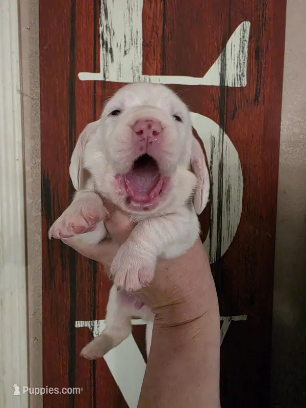 Coryo Snow lace ears & blue eyes – Basset Hound puppy for sale in Show Low, AZ