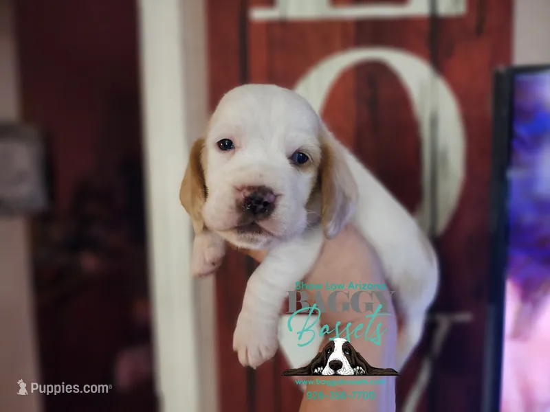 King Sombra – Basset Hound puppy for sale in Show Low, AZ