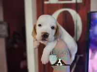 King Sombra, a male Basset Hound for sale in Show Low, AZ – 1 of 10