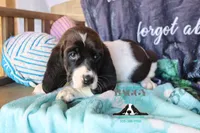 Moana, a female Basset Hound for sale in Show Low, AZ – 5 of 10