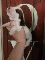 Tigress, a female Basset Hound for sale in Show Low, AZ – 8 of 8