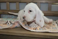 Grinch, a male Basset Hound for sale in Mesa, AZ – Photo 9 of 10