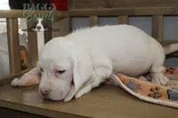 Grinch, a male Basset Hound for sale in Mesa, AZ – Photo 7 of 10