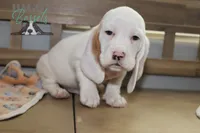 Grinch, a male Basset Hound for sale in Mesa, AZ – Photo 1 of 10