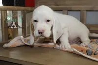 Grinch, a male Basset Hound for sale in Mesa, AZ – Photo 8 of 10