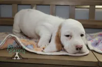 Grinch, a male Basset Hound for sale in Mesa, AZ – Photo 10 of 10