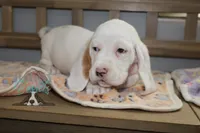 Grinch, a male Basset Hound for sale in Mesa, AZ – Photo 5 of 10