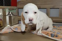 Grinch, a male Basset Hound for sale in Mesa, AZ – Photo 3 of 10