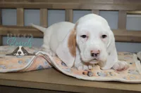 Grinch, a male Basset Hound for sale in Mesa, AZ – Photo 6 of 10