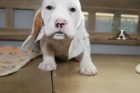 Grinch, a male Basset Hound for sale in Mesa, AZ – Photo 2 of 10