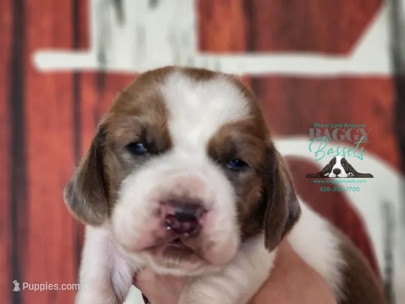 HeiHei – Basset Hound puppy for sale in Mesa, AZ