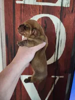 Honor, a female Basset Hound for sale in Show Low, AZ – 6 of 6
