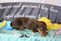 Penny, a female Miniature Dachshund for sale in Mesa, AZ – 6 of 10