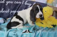 Maui, a male Basset Hound for sale in Mesa, AZ – 10 of 10
