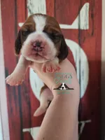 Simea, a female Basset Hound for sale in Mesa, AZ – 8 of 8