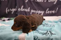 Penny, a female Miniature Dachshund for sale in Mesa, AZ – 9 of 10