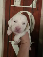 Casca Highbottom lace ears & blue eyes, a male Basset Hound for sale in Show Low, AZ – 9 of 10