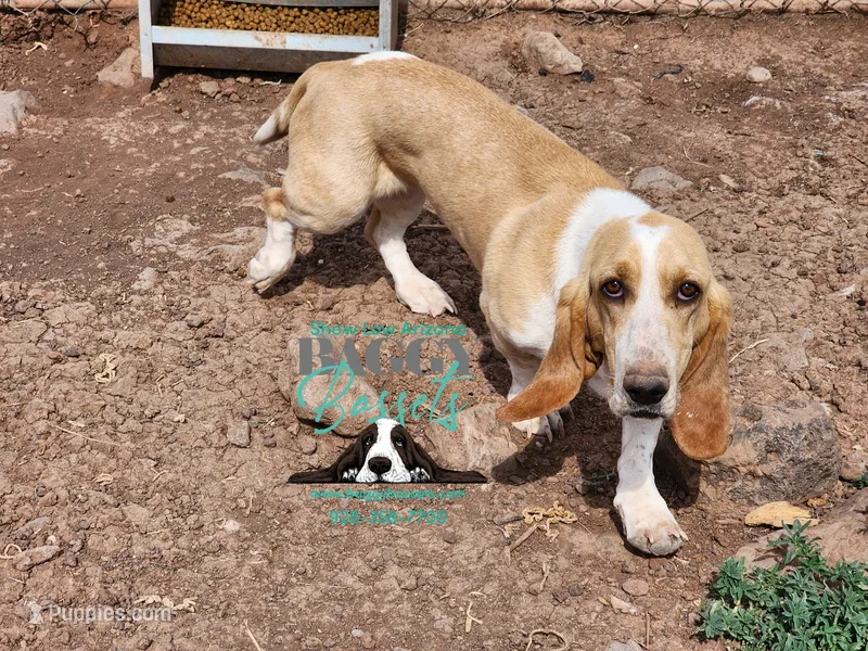 Penny – Basset Hound puppy for sale in Mesa, AZ