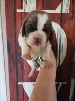 Tahiti, a female Basset Hound for sale in Mesa, AZ – 4 of 8