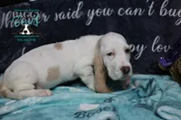 Celestia blue eyes & lace ear, a female Basset Hound for sale in Show Low, AZ – 6 of 10
