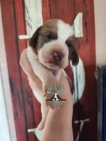 HeiHei, a male Basset Hound for sale in Mesa, AZ – 8 of 10
