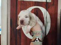 Twilight, a female Basset Hound for sale in Show Low, AZ – 5 of 10