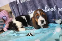 Sina, a female Basset Hound for sale in Mesa, AZ – 10 of 10