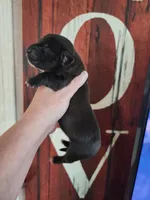 Valor, a male Basset Hound for sale in Show Low, AZ – 2 of 5