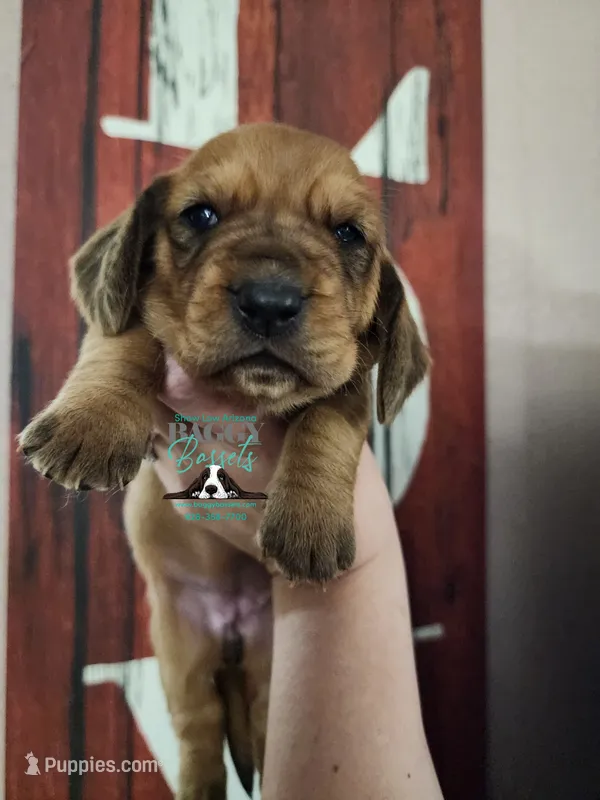 Honor – Basset Hound puppy for sale in Show Low, AZ