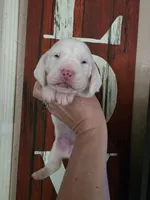 Coryo Snow lace ears & blue eyes, a male Basset Hound for sale in Show Low, AZ – 6 of 8