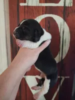 Liberty, a female Basset Hound for sale in Show Low, AZ – 2 of 6