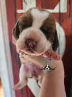 Pua, a female Basset Hound for sale in Mesa, AZ – 6 of 8