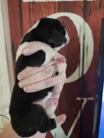 Liberty, a female Basset Hound for sale in Show Low, AZ – 3 of 6