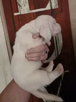 Coryo Snow lace ears & blue eyes, a male Basset Hound for sale in Show Low, AZ – 2 of 8