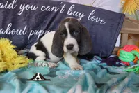 Maui, a male Basset Hound for sale in Mesa, AZ – 7 of 10