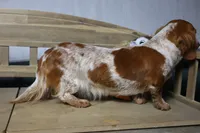 Ginny, a female Miniature Dachshund for sale in Show Low, AZ – 4 of 7