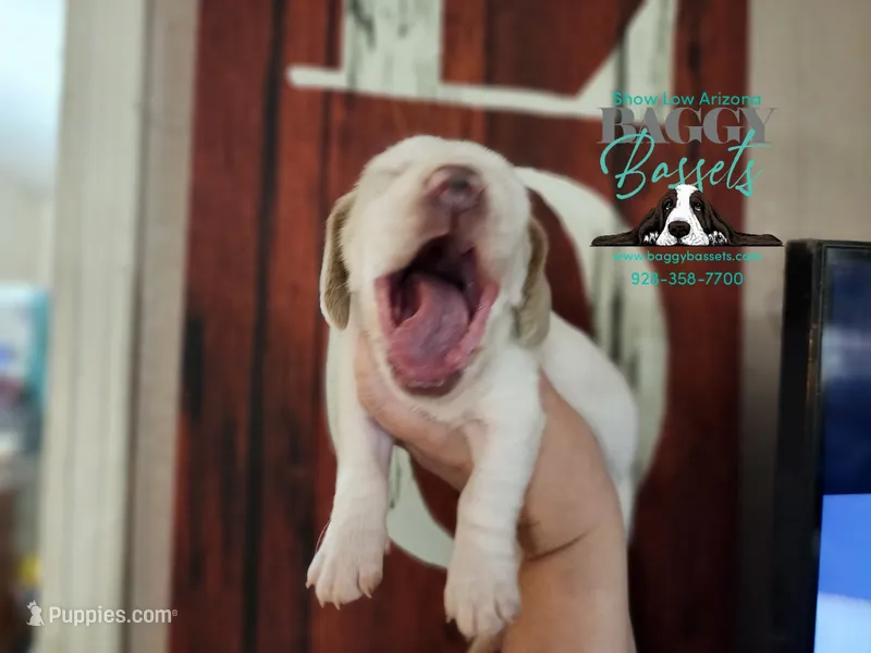 Twilight – Basset Hound puppy for sale in Show Low, AZ