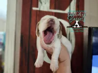 Twilight, a female Basset Hound for sale in Show Low, AZ – 1 of 10