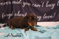 Penny, a female Miniature Dachshund for sale in Mesa, AZ – 6 of 10
