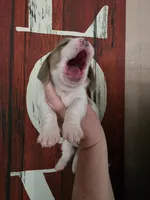 Volumia, a female Basset Hound for sale in Show Low, AZ – 4 of 8