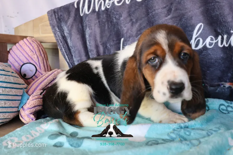Sina – Basset Hound puppy for sale in Mesa, AZ