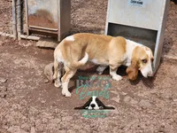 Penny, a female Basset Hound for sale in Mesa, AZ – 6 of 6