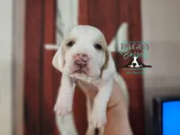 Discord, a male Basset Hound for sale in Show Low, AZ – 7 of 9