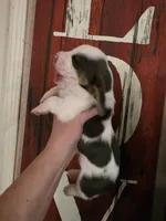 Lucy Gray, a female Basset Hound for sale in Show Low, AZ – 3 of 9