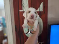 Discord, a male Basset Hound for sale in Show Low, AZ – 8 of 9