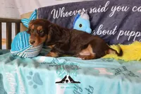 Curious George , a male Miniature Dachshund for sale in Mesa, AZ – 6 of 10