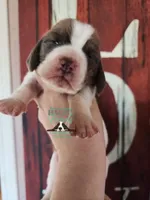Tahiti, a female Basset Hound for sale in Mesa, AZ – 8 of 8