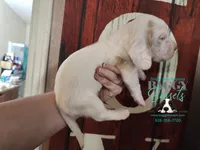 Cadence , a male Basset Hound for sale in Show Low, AZ – 5 of 10