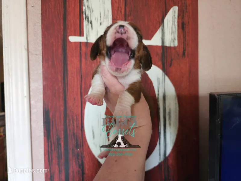 Simea – Basset Hound puppy on hold in Mesa, AZ