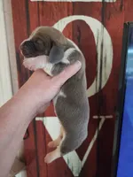 Freedom, a male Basset Hound for sale in Show Low, AZ – 5 of 7